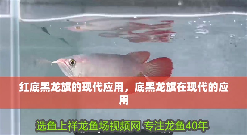 紅底黑龍旗的現代應用，底黑龍旗在現代的應用