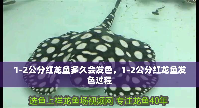 1-2公分紅龍魚多久會發(fā)色，1-2公分紅龍魚發(fā)色過程