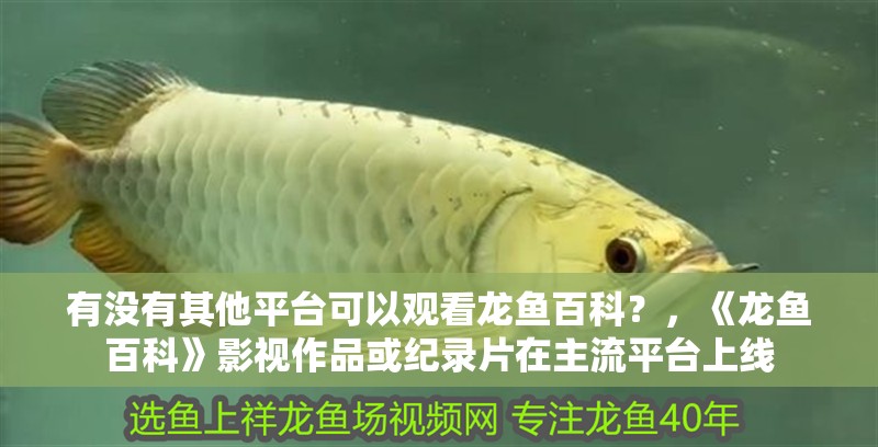 有沒有其他平臺可以觀看龍魚百科？，《龍魚百科》影視作品或紀錄片在主流平臺上線