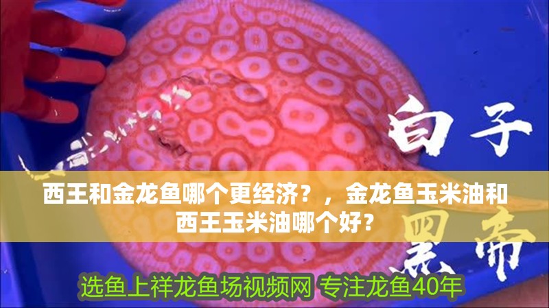 西王和金龍魚哪個更經(jīng)濟？，金龍魚玉米油和西王玉米油哪個好？ 西王和金龍魚哪個更經(jīng)濟？，金龍魚玉米油和西王玉米油哪個好？ 龍魚百科