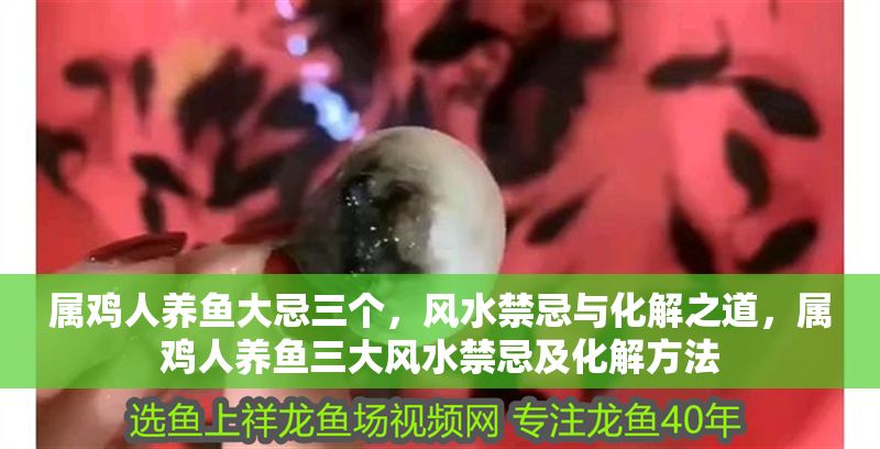 屬雞人養(yǎng)魚大忌三個，風(fēng)水禁忌與化解之道，屬雞人養(yǎng)魚三大風(fēng)水禁忌及化解方法