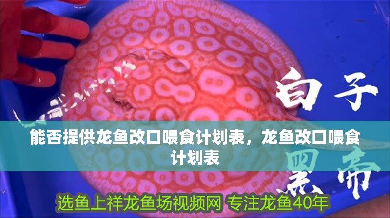 能否提供龍魚改口喂食計劃表，龍魚改口喂食計劃表 能否提供龍魚改口喂食計劃表，龍魚改口喂食計劃表 龍魚百科