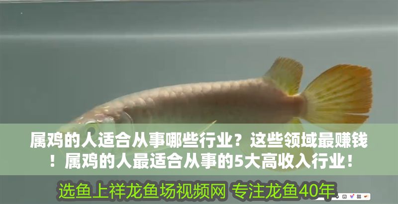 屬雞的人適合從事哪些行業(yè)？這些領(lǐng)域最賺錢！屬雞的人最適合從事的5大高收入行業(yè)！