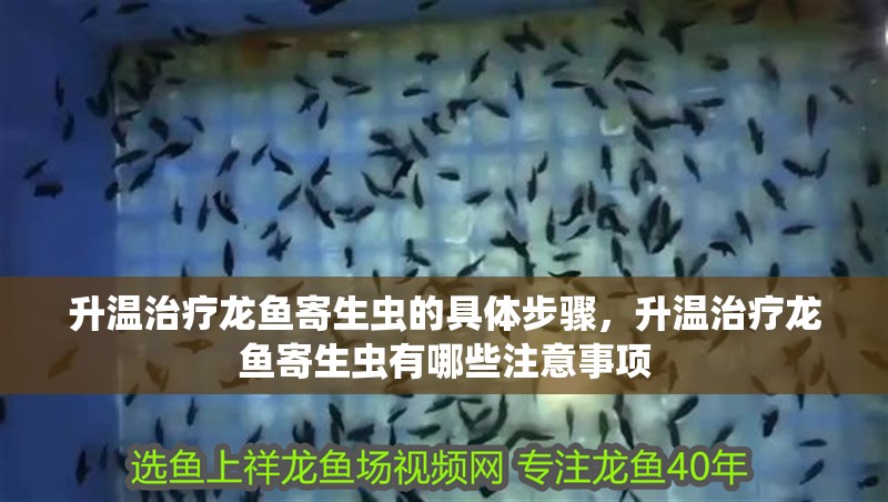 升溫治療龍魚寄生蟲的具體步驟，升溫治療龍魚寄生蟲有哪些注意事項 升溫治療龍魚寄生蟲的具體步驟，升溫治療龍魚寄生蟲有哪些注意事項 龍魚百科
