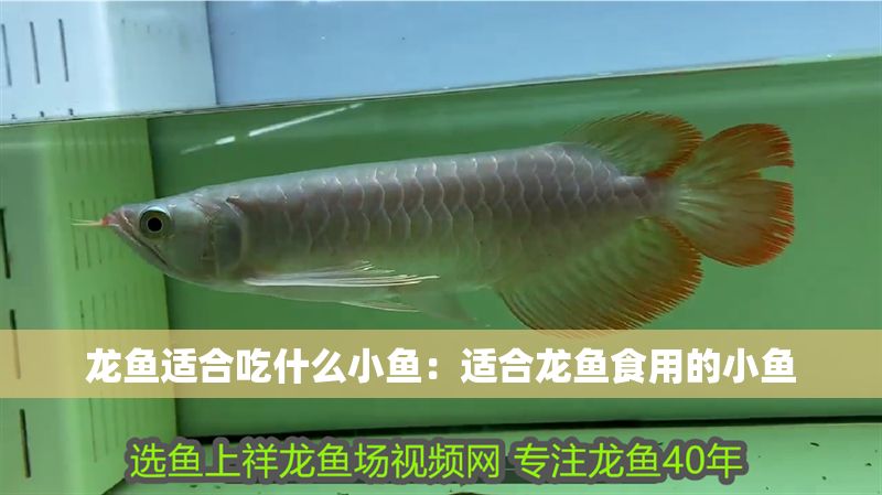 龍魚適合吃什么小魚：適合龍魚食用的小魚