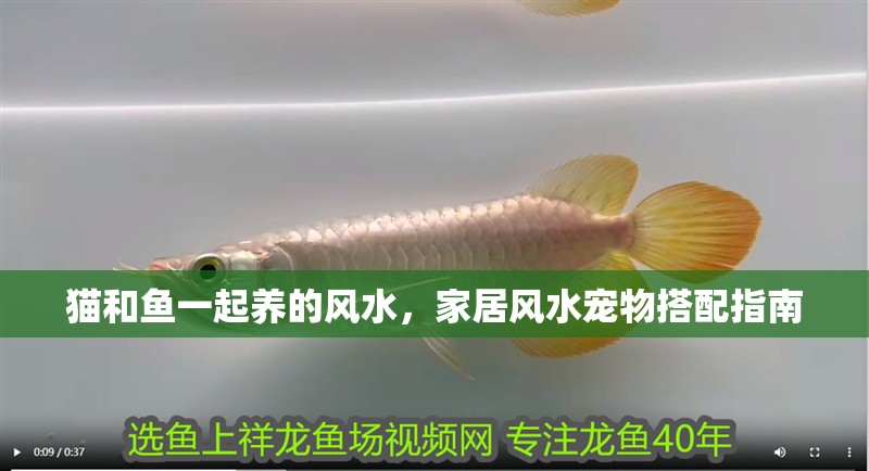 貓和魚一起養的風水，家居風水寵物搭配指南