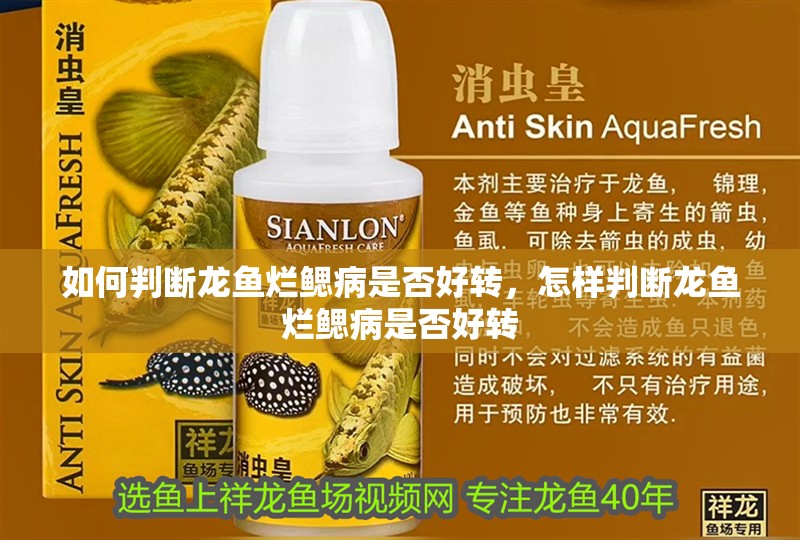 如何判斷龍魚爛鰓病是否好轉，怎樣判斷龍魚爛鰓病是否好轉