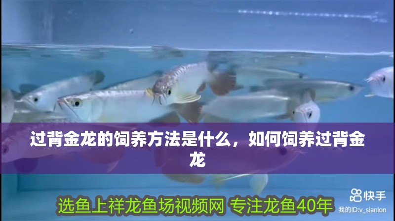 過背金龍的飼養(yǎng)方法是什么，如何飼養(yǎng)過背金龍