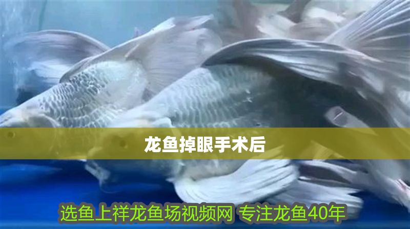 龍魚掉眼手術后