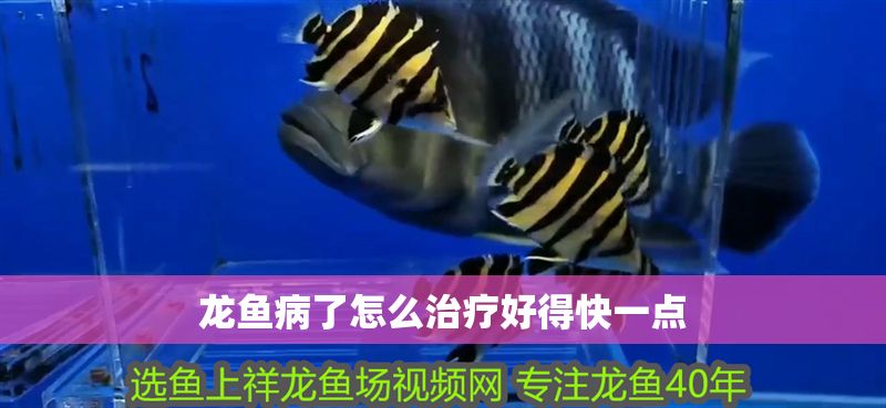 龍魚病了怎么治療好得快一點 龍魚病了怎么治療好得快一點 龍魚百科 第2張