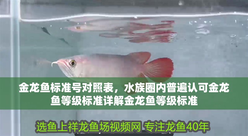 龍魚干蝦有營養(yǎng)嗎 金龍魚標準號對照表,水族圈內(nèi)普遍認可金龍魚等級標準詳解金龍魚等級標準 龍魚百科 金龍魚標準號對照表,水族圈內(nèi)普遍認可金龍魚等級標準詳解金龍魚等級標準 金龍魚標準號對照表,水族圈內(nèi)普遍認可金龍魚等級標準詳解金龍魚等級標準 龍魚百科