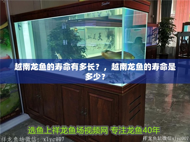 越南龍魚的壽命有多長？，越南龍魚的壽命是多少？