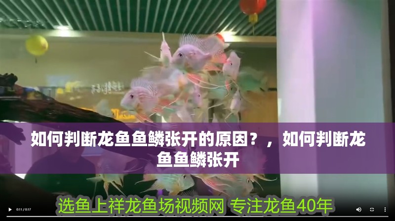 如何判斷龍魚魚鱗張開的原因？，如何判斷龍魚魚鱗張開