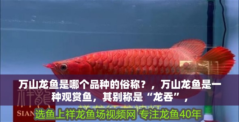 萬山龍魚是哪個品種的俗稱？，萬山龍魚是一種觀賞魚，其別稱是“龍吞”， 萬山龍魚是哪個品種的俗稱？，萬山龍魚是一種觀賞魚，其別稱是“龍吞”， 龍魚百科