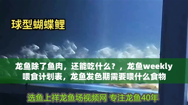 龍魚除了魚肉，還能吃什么？，龍魚weekly喂食計劃表，龍魚發色期需要喂什么食物