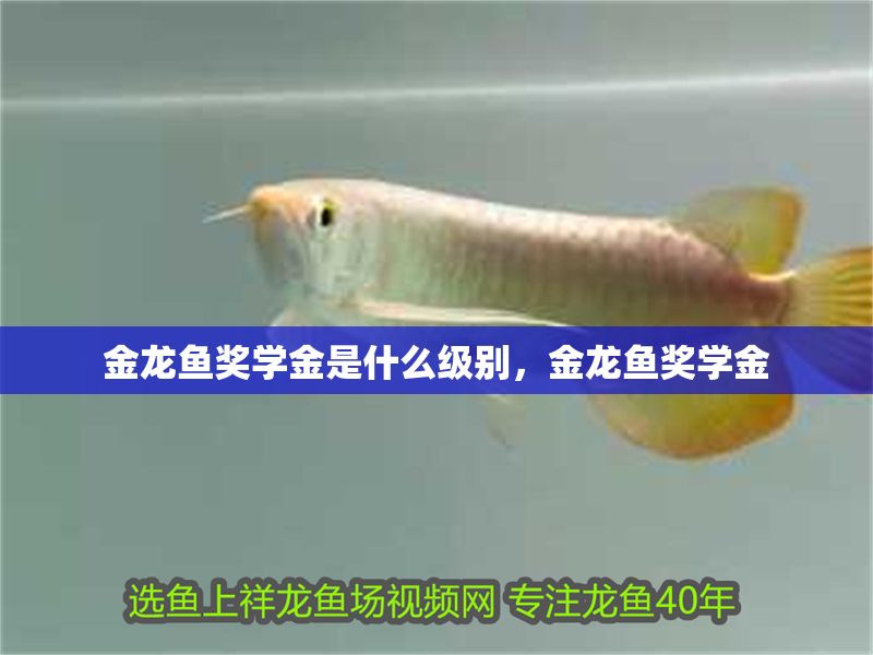 金龍魚獎學金是什么級別，金龍魚獎學金 金龍魚獎學金是什么級別，金龍魚獎學金 龍魚百科 第2張