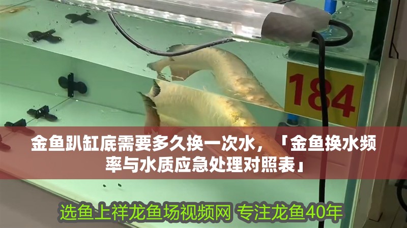 金魚趴缸底需要多久換一次水，「金魚換水頻率與水質應急處理對照表」