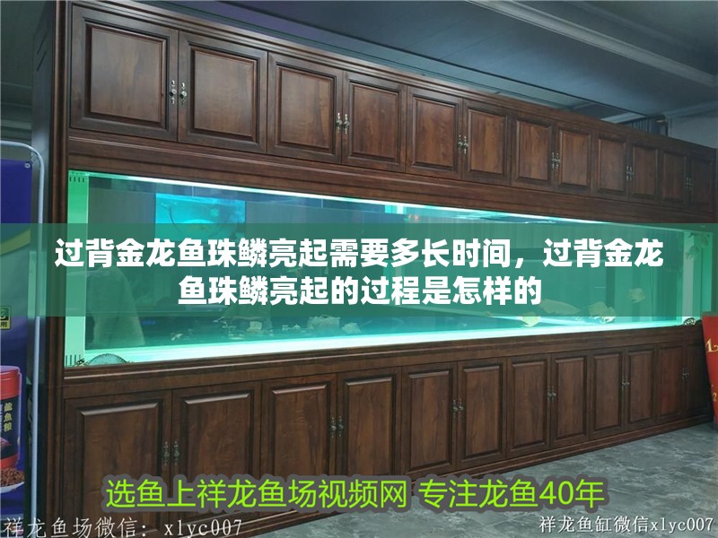 過背金龍魚珠鱗亮起需要多長(zhǎng)時(shí)間，過背金龍魚珠鱗亮起的過程是怎樣的