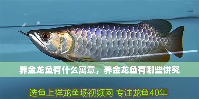 養(yǎng)金龍魚(yú)有什么寓意，養(yǎng)金龍魚(yú)有哪些講究