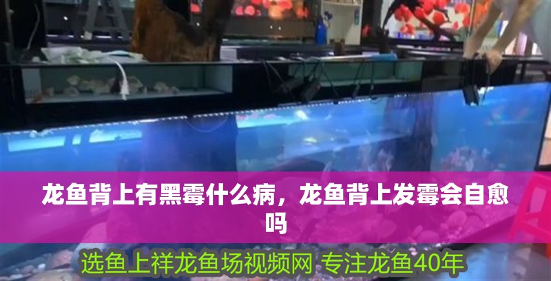 龍魚背上有黑霉什么病，龍魚背上發霉會自愈嗎