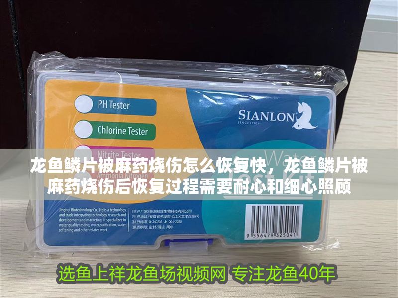 龍魚(yú)鱗片被麻藥燒傷怎么恢復(fù)快，龍魚(yú)鱗片被麻藥燒傷后恢復(fù)過(guò)程需要耐心和細(xì)心照顧