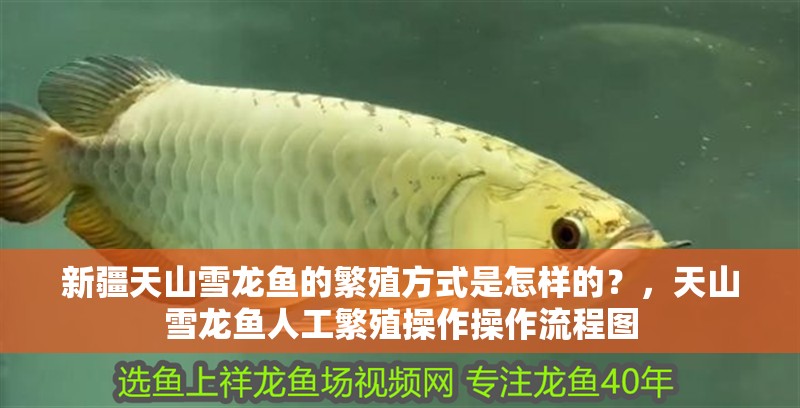 新疆天山雪龍魚的繁殖方式是怎樣的？，天山雪龍魚人工繁殖操作操作流程圖