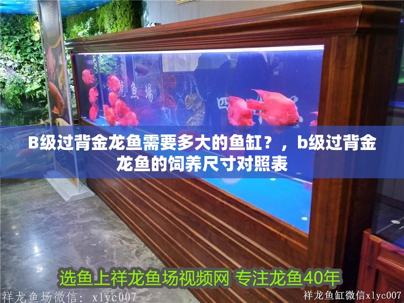 B級過背金龍魚需要多大的魚缸？，b級過背金龍魚的飼養尺寸對照表