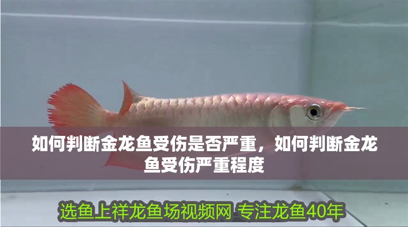 如何判斷金龍魚受傷是否嚴重，如何判斷金龍魚受傷嚴重程度