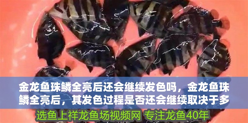 金龍魚珠鱗全亮后還會繼續發色嗎，金龍魚珠鱗全亮后，其發色過程是否還會繼續取決于多種因素