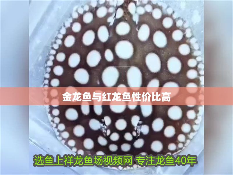 金龍魚與紅龍魚性價比高