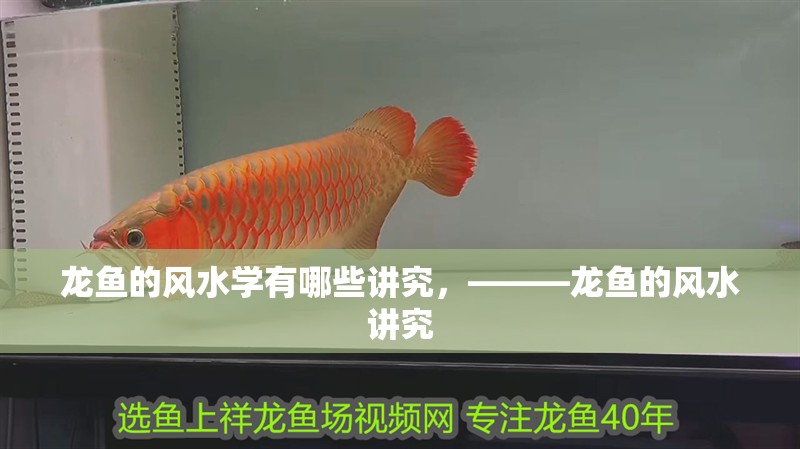 龍魚的風水學有哪些講究，———龍魚的風水講究
