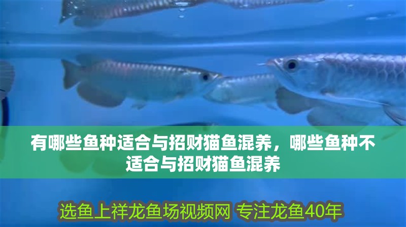 有哪些魚種適合與招財貓魚混養(yǎng)，哪些魚種不適合與招財貓魚混養(yǎng)