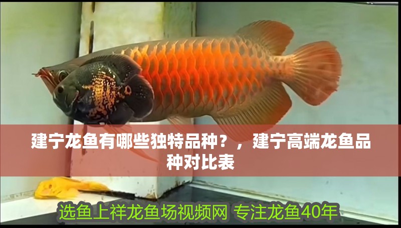 建寧龍魚有哪些獨特品種？，建寧高端龍魚品種對比表