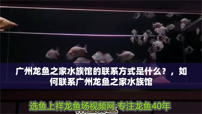 廣州龍魚之家水族館的聯系方式是什么？，如何聯系廣州龍魚之家水族館