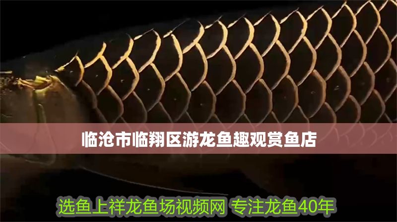 臨滄市臨翔區游龍魚趣觀賞魚店