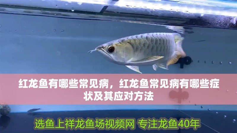 紅龍魚有哪些常見病，紅龍魚常見病有哪些癥狀及其應對方法