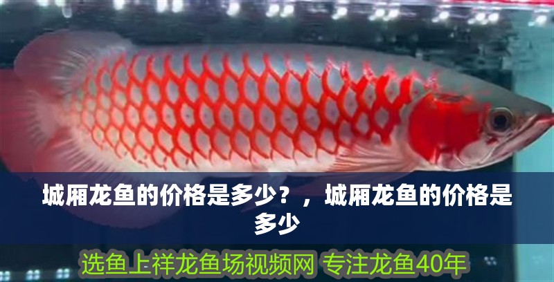 城廂龍魚的價格是多少？，城廂龍魚的價格是多少