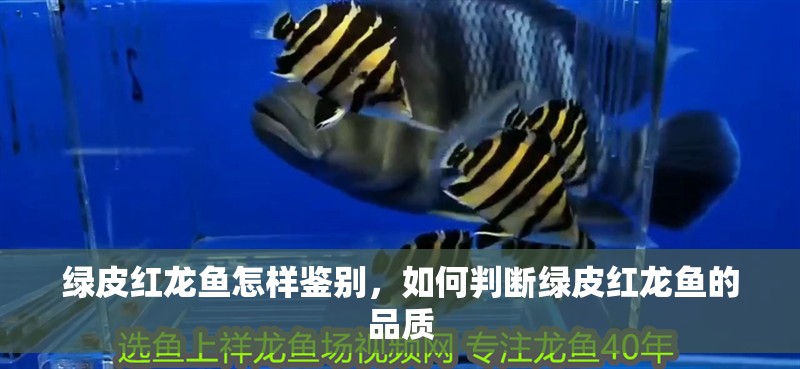 綠皮紅龍魚怎樣鑒別，如何判斷綠皮紅龍魚的品質(zhì)