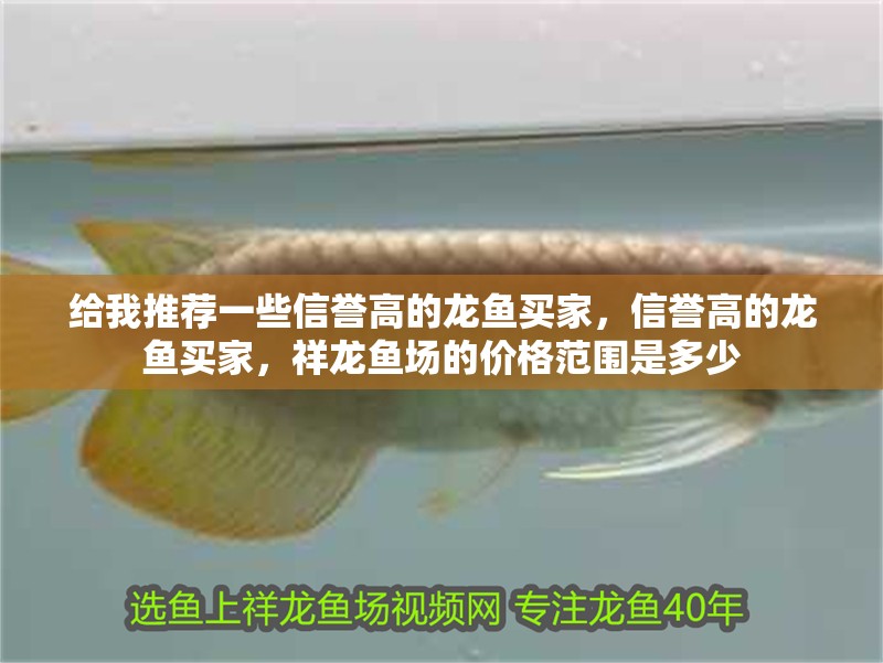 給我推薦一些信譽高的龍魚買家，信譽高的龍魚買家，祥龍魚場的價格范圍是多少