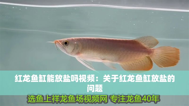 紅龍魚缸能放鹽嗎視頻：關(guān)于紅龍魚缸放鹽的問題