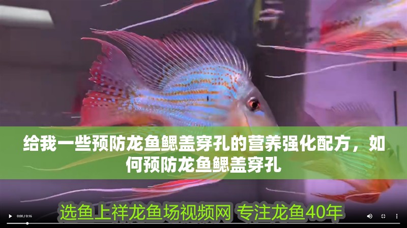 給我一些預(yù)防龍魚鰓蓋穿孔的營(yíng)養(yǎng)強(qiáng)化配方，如何預(yù)防龍魚鰓蓋穿孔 給我一些預(yù)防龍魚鰓蓋穿孔的營(yíng)養(yǎng)強(qiáng)化配方，如何預(yù)防龍魚鰓蓋穿孔 龍魚百科