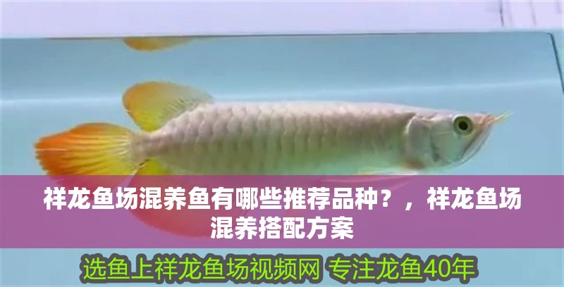 祥龍魚場混養魚有哪些推薦品種？，祥龍魚場混養搭配方案