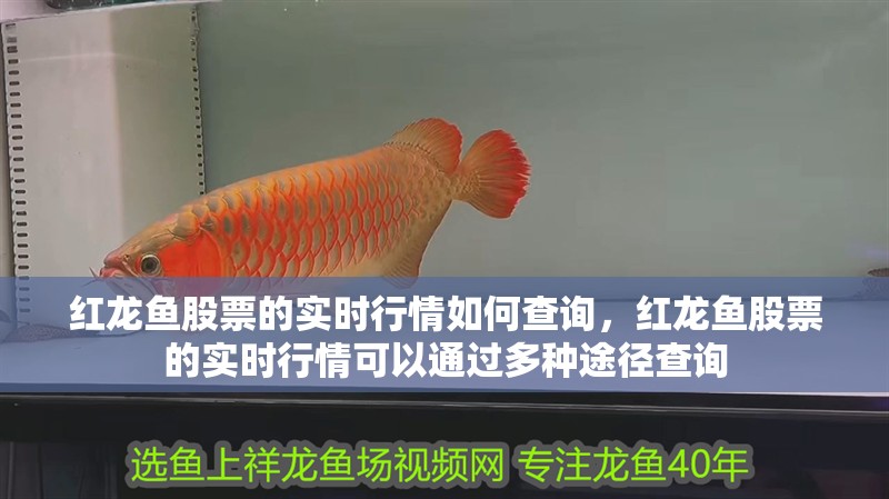 紅龍魚股票的實(shí)時行情如何查詢，紅龍魚股票的實(shí)時行情可以通過多種途徑查詢