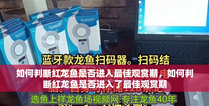 如何判斷紅龍魚是否進入最佳觀賞期，如何判斷紅龍魚是否進入了最佳觀賞期