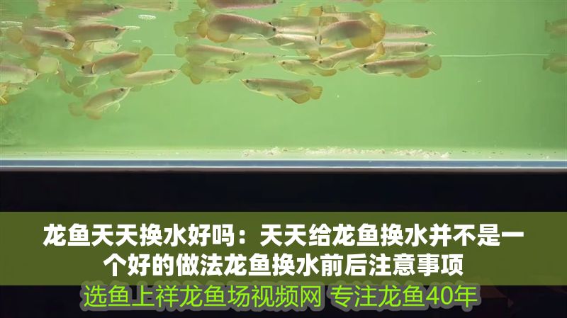 龍魚天天換水好嗎：天天給龍魚換水并不是一個好的做法龍魚換水前后注意事項