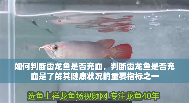 如何判斷雷龍魚是否充血，判斷雷龍魚是否充血是了解其健康狀況的重要指標(biāo)之一