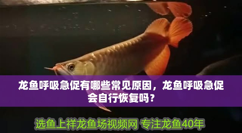 龍魚呼吸急促有哪些常見原因，龍魚呼吸急促會自行恢復(fù)嗎？