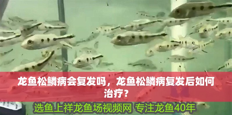 龍魚松鱗病會復發嗎，龍魚松鱗病復發后如何治療？