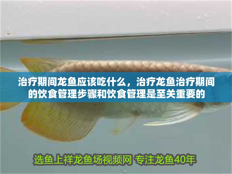 治療期間龍魚應該吃什么，治療龍魚治療期間的飲食管理步驟和飲食管理是至關重要的