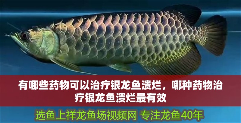 有哪些藥物可以治療銀龍魚潰爛，哪種藥物治療銀龍魚潰爛最有效 有哪些藥物可以治療銀龍魚潰爛，哪種藥物治療銀龍魚潰爛最有效 龍魚百科